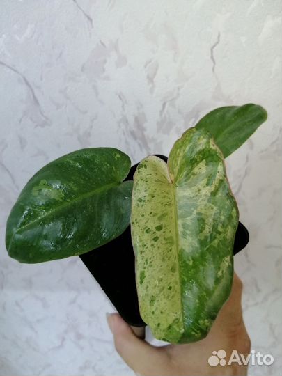 Филодендрон