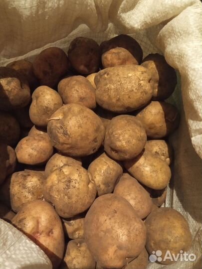 Продаётся картофель