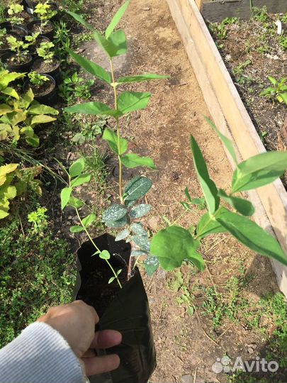 Жимолость Блю Стар, Блю Вельвет,Земл. сенс.2 года