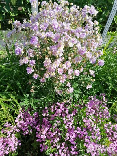 Герань садовая