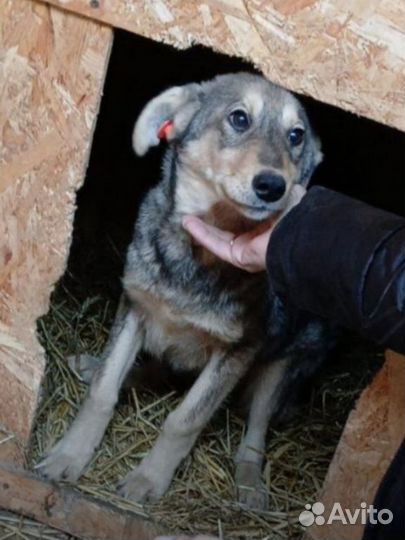 Собаки бесплатно в добрые руки