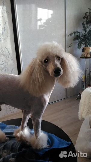 Домашняя студия груминга