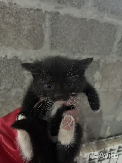 Красивый котёночек