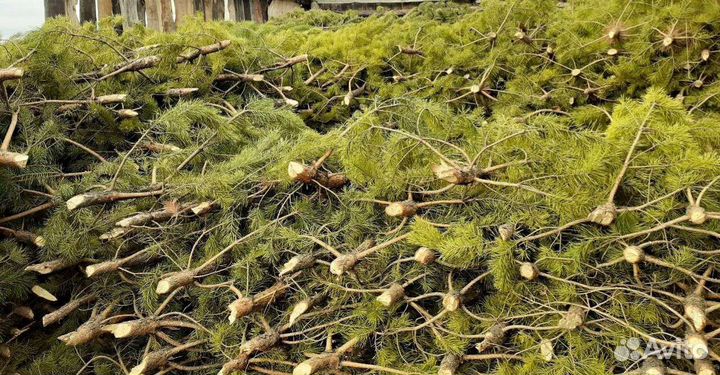 Новогодние сосны