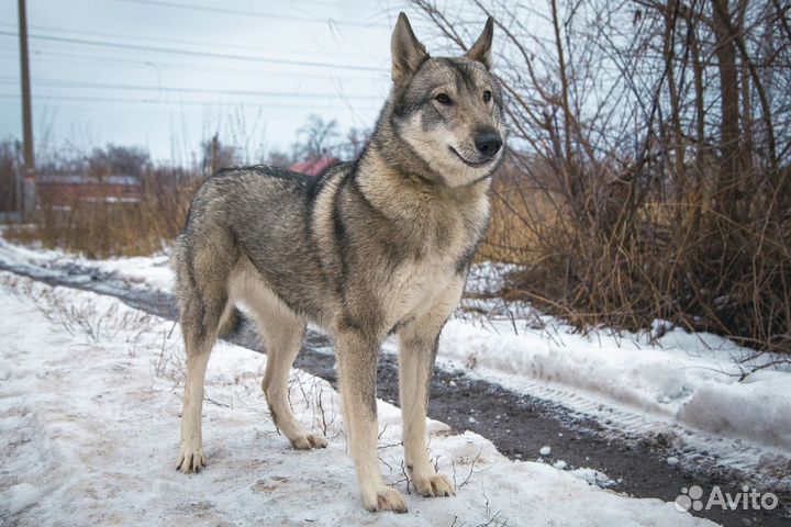 Дружелюбная собака Рея в добрые руки
