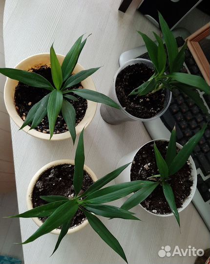 Пальма драцена, укоренённая в горшке