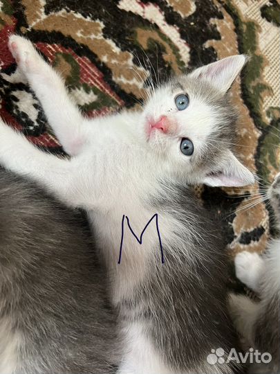 Отдам котят в добрые руки