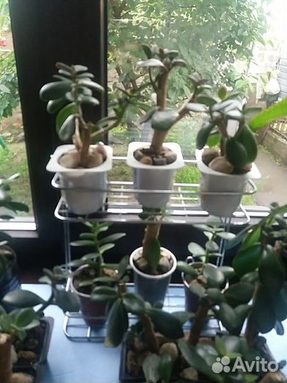 Красула (денежное дерево)