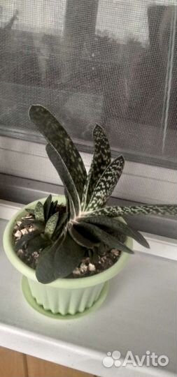 Суккуленты