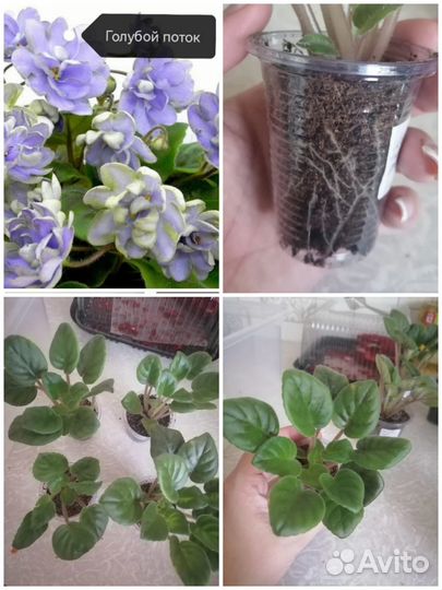 Фиалка Голубой поток(трейлер)