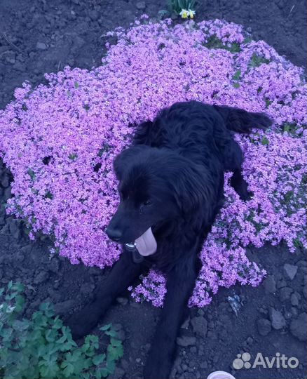 Вязка ретривер-лабродор