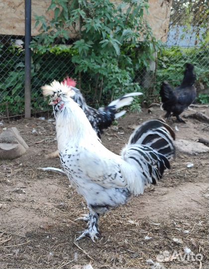 Петухи. Павловский серебро, Шабо