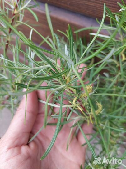 Ива розмаринолистная