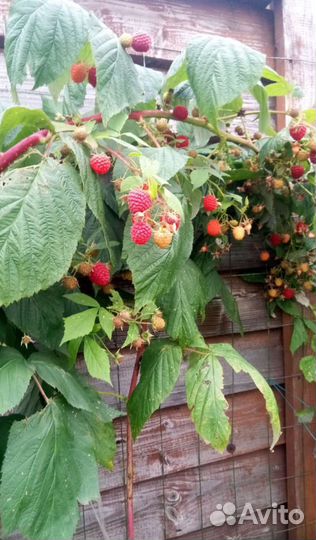 Малина ремонтантная