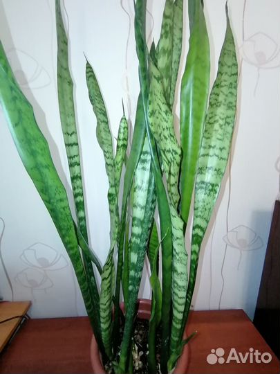 Сансевиерия, молочай