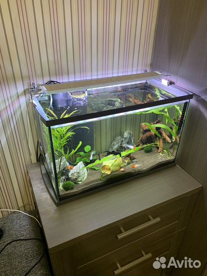 Аквариум с рыбками на 60л