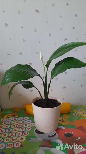 Спатифиллум