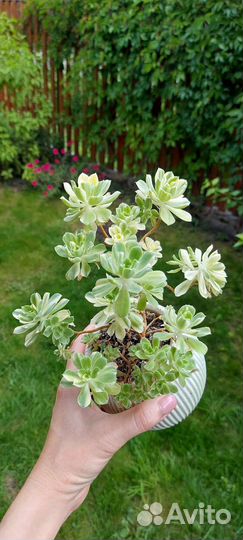 Aeonium