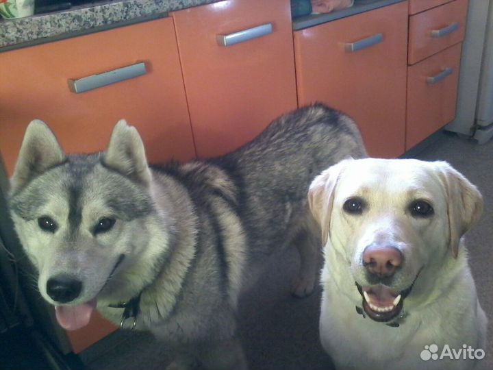 Передержка собак