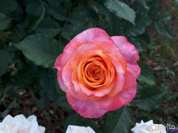 Роза премиум класса