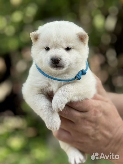 Эксклюзивный мальчик сиба ину