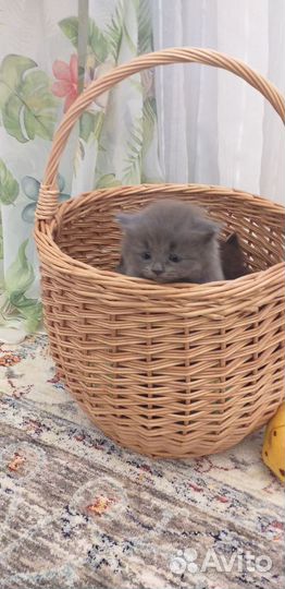 Шотландские котята
