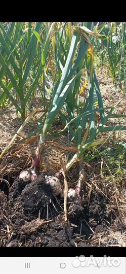 Чеснок домашний