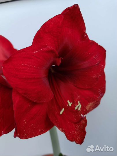 Гиппеаструм Амарилис красный