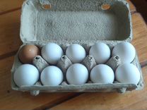 Продам яйцо куриное домашнее