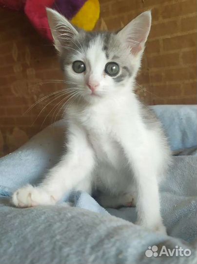 Котенок в добрые руки