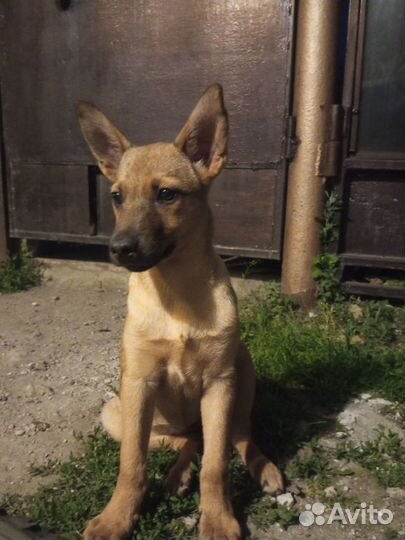 Отдам в добрые руки