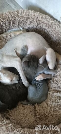 Кот в дар