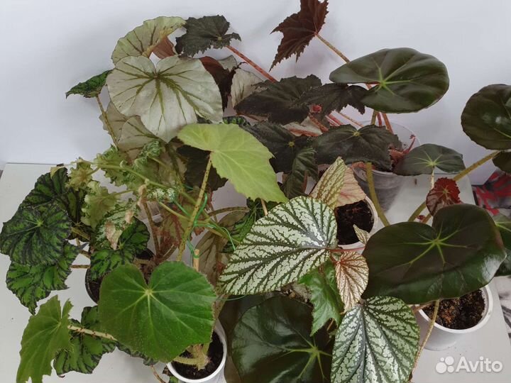 Комнатные цветы