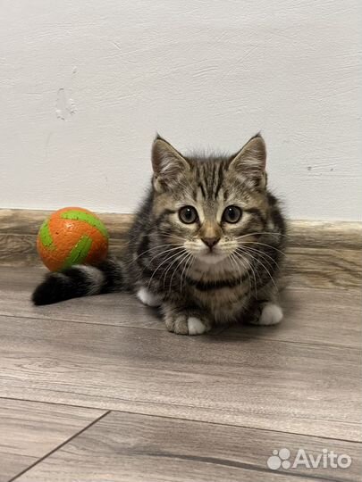 Котенок с мраморным окрасом