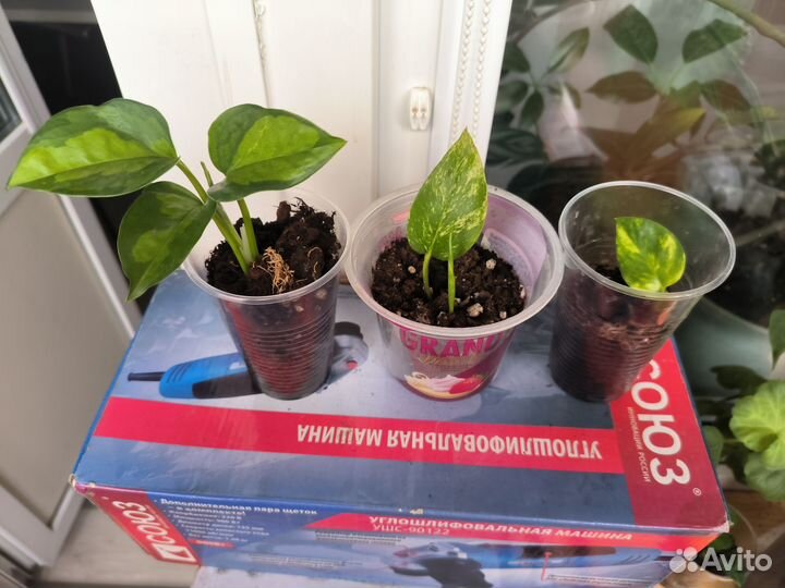 Росточки растений