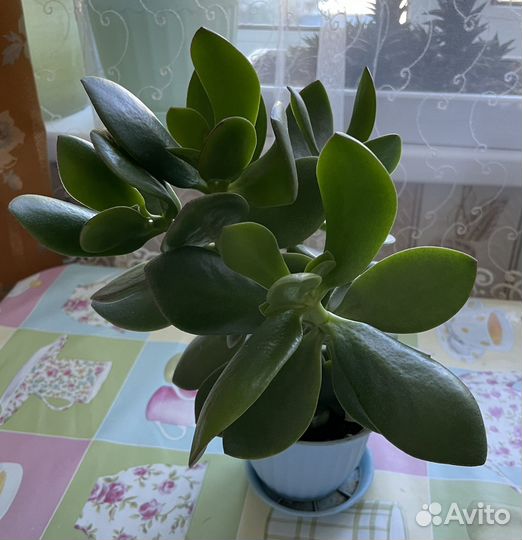 Комнатные цветы