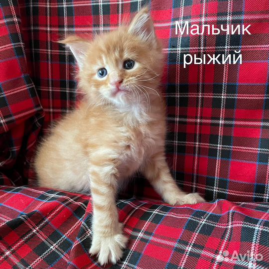 Котята мейн-кун