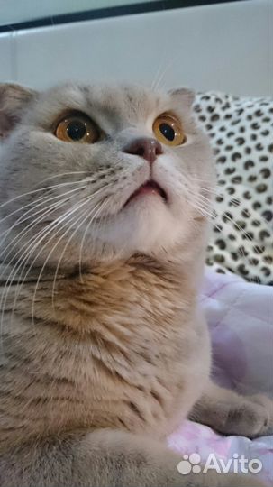 Вязка Шотландский вислоухий кот