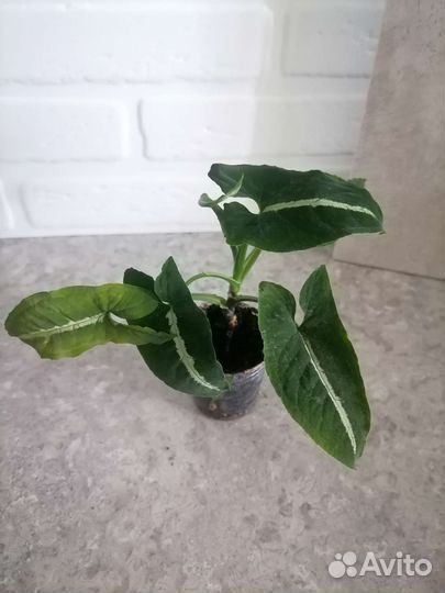 Сингониумы