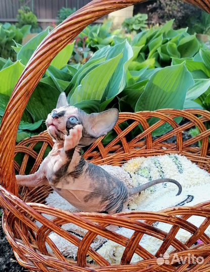 Канадский сфинкс