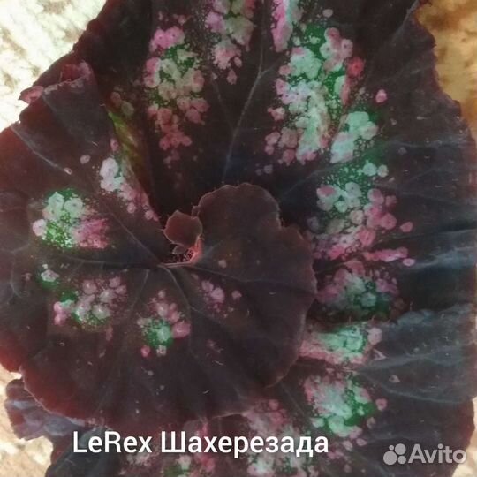 Бегонии LeRex