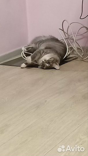 Отдам кота в добрые руки