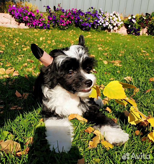 Гостиница для собак