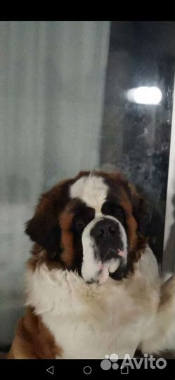 Сенбернар вязка