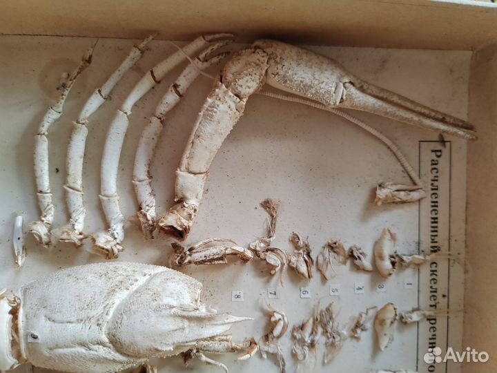Скелет рака