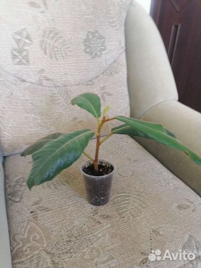 Фикус Велютина