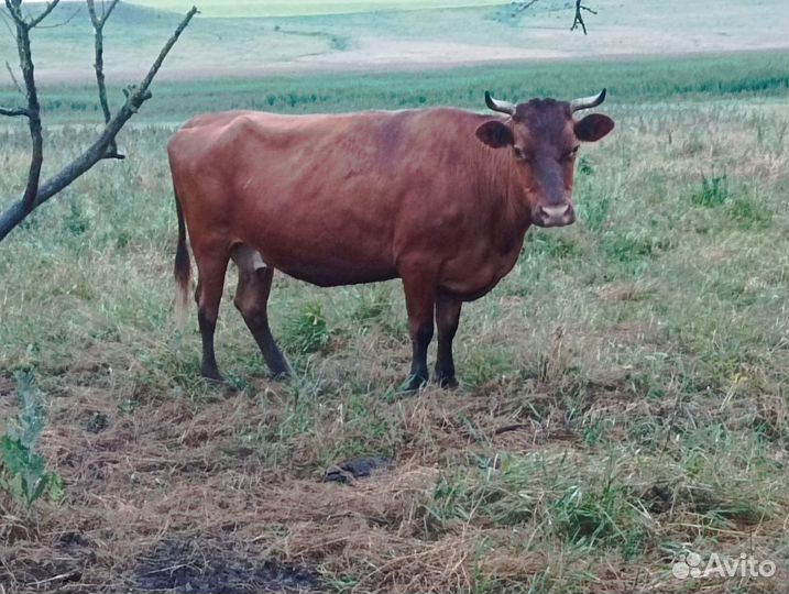 Телки и коровы на мясо