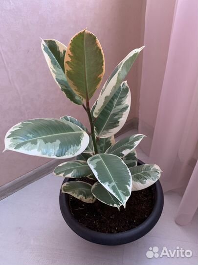 Фикус Тинеке