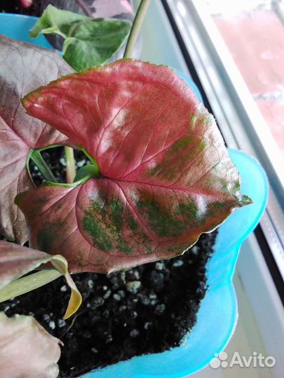 Сингониум Клубничный лед,Эпипремнумы