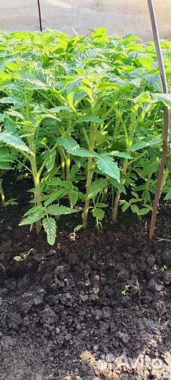 Рассада помидор